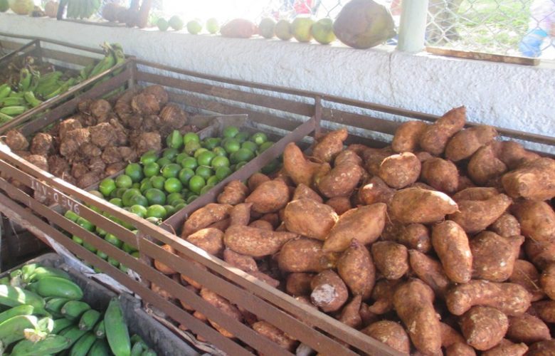 Próximamente en Sandino visita del grupo nacional de la Agricultura Urbana