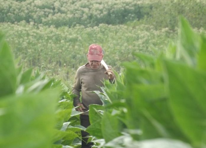 campaña tabaco pinar
