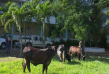 Indisciplinas sociales: :flagelo de nuestra sociedad