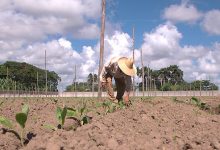 Labores manuales / Foto: Pedro Paredes Hernández