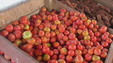 Laboran en Sandino para mantener la comercialización de productos agrícolas