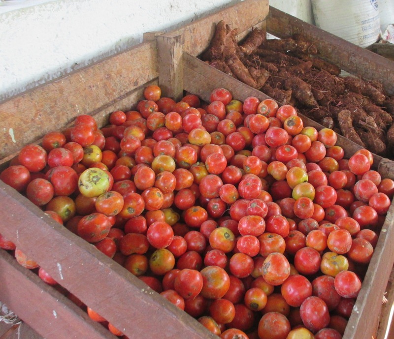 Laboran en Sandino para mantener la comercialización de productos agrícolas