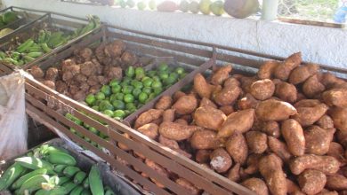 Control de la producción, un objetivo básico del Sistema de la Agricultura en SandinoControl de la producción, un objetivo básico del Sistema de la Agricultura en Sandino