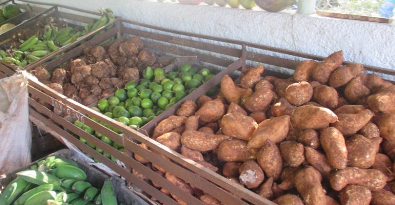 Control de la producción, un objetivo básico del Sistema de la Agricultura en SandinoControl de la producción, un objetivo básico del Sistema de la Agricultura en Sandino