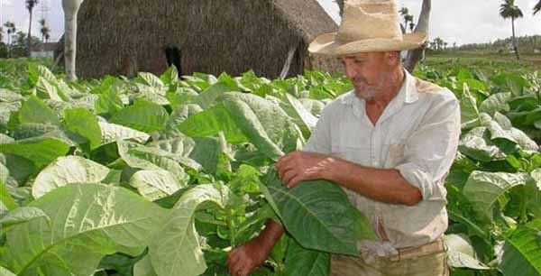 Campesinos pinareños en plena campaña tabacalera