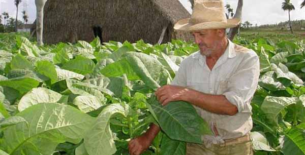 Campesinos pinareños en plena campaña tabacalera