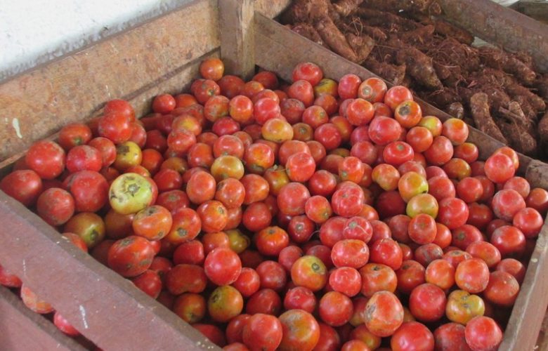 Visita a Sandino grupo nacional de la Agricultura Urbana Suburbana y Familiar