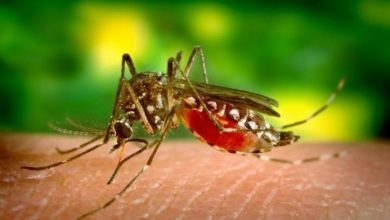 Evitar la proliferación del mosquito Aedes