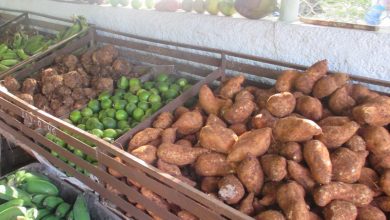 Próximamente en Sandino visita del grupo nacional de la Agricultura Urbana