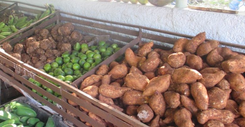 Próximamente en Sandino visita del grupo nacional de la Agricultura Urbana