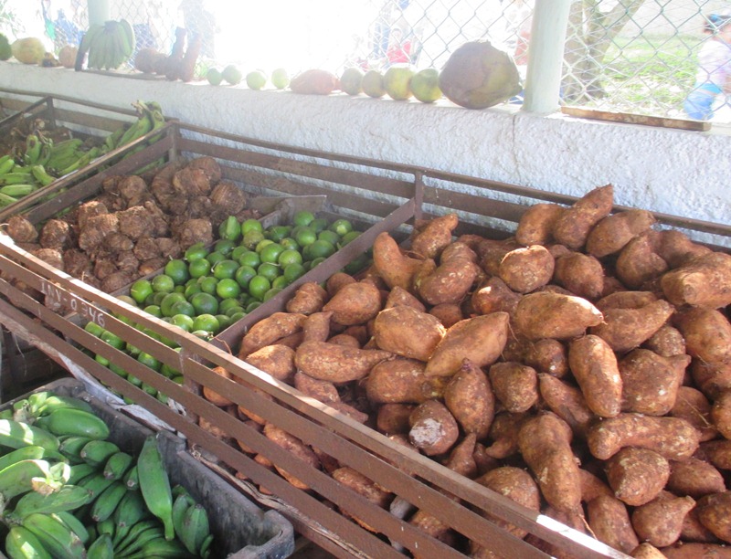 Próximamente en Sandino visita del grupo nacional de la Agricultura Urbana