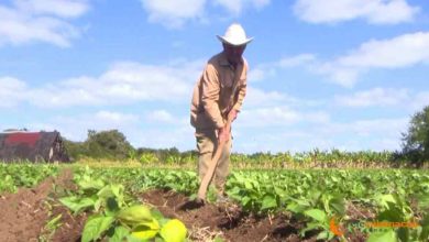 anap intenciona producciones agrícolas