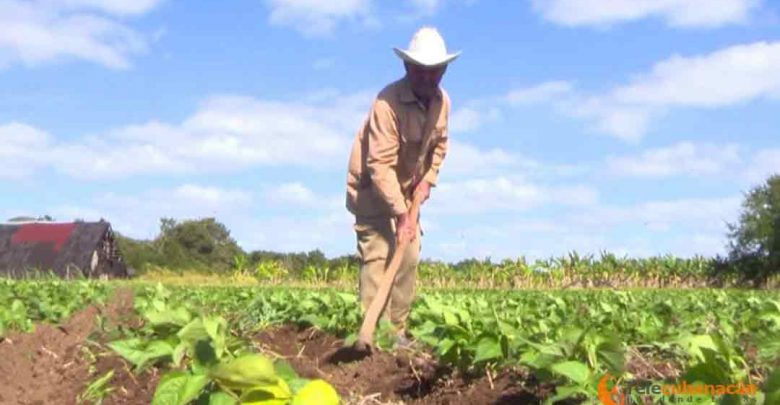 anap intenciona producciones agrícolas