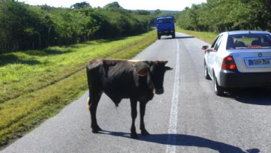 Ganado suelto en la vía, un mal aún sin solución en Sandino