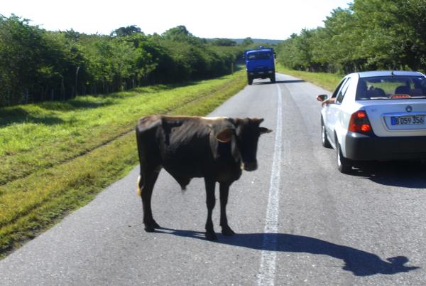 Ganado suelto en la vía, un mal aún sin solución en Sandino