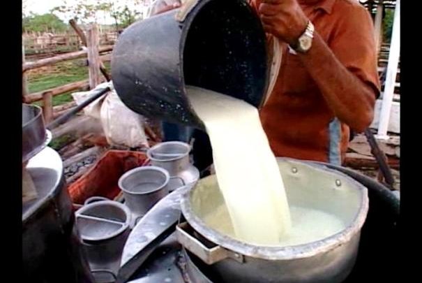 Sobrecumplen ganaderos sandinenses plan de leche en estos meses del actual año