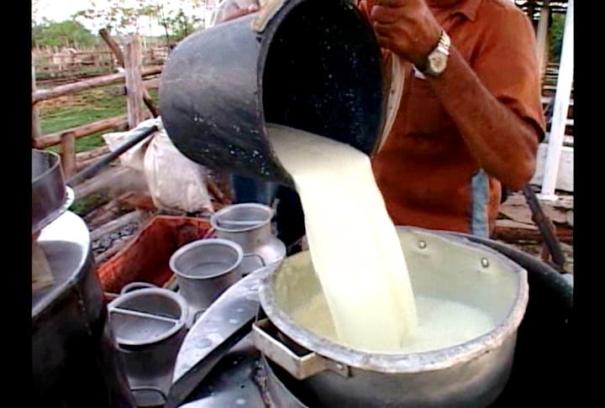 Sobrecumplen ganaderos sandinenses plan de leche en estos meses del actual año