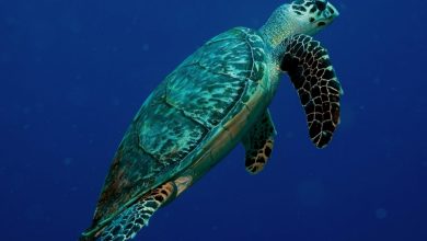 Cuidar la especie de tortugas marinas, tarea de todos