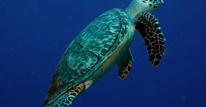 Cuidar la especie de tortugas marinas, tarea de todos