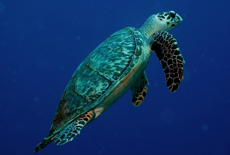 Cuidar la especie de tortugas marinas, tarea de todos