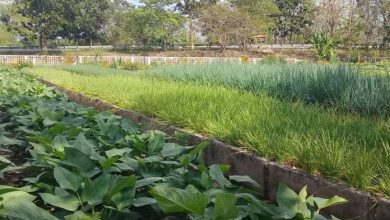 alimentos organoónicos Pinar