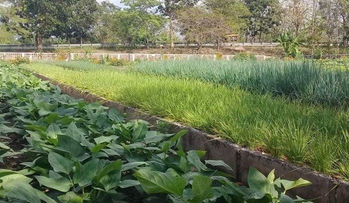 alimentos organoónicos Pinar