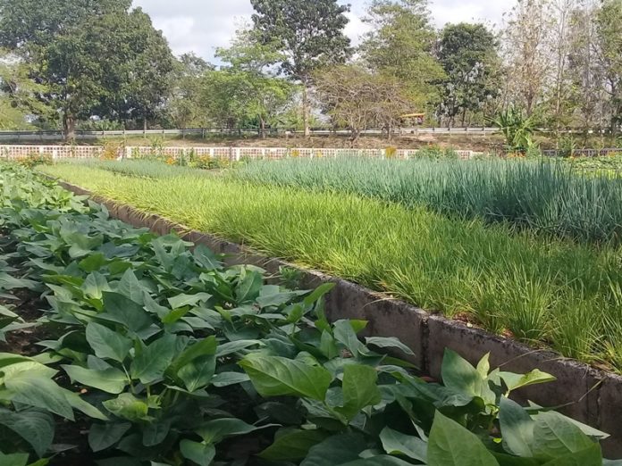 alimentos organoónicos Pinar