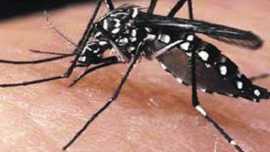 Vigilancia epidemiológica Mosquito Aedes Aegypti