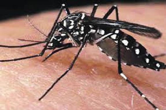 Vigilancia epidemiológica Mosquito Aedes Aegypti