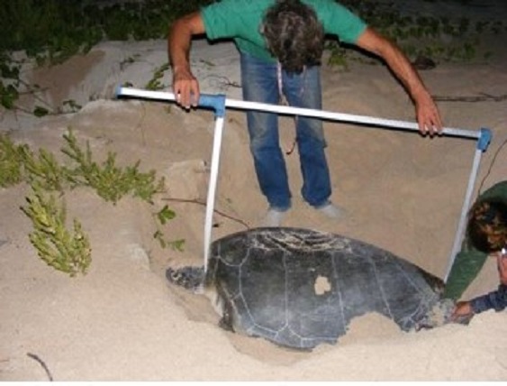 tortugas playas guanahacabibes
