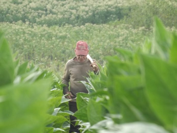 campaña tabaco pinar