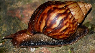 caracol-gigante-africano