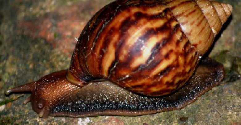 caracol-gigante-africano