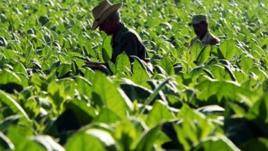 cosecha tabaco San Luis Pinar del Río