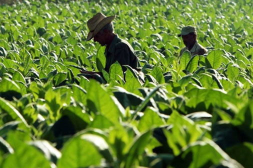 cosecha tabaco San Luis Pinar del Río