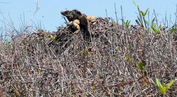 Atentos y Vigilantes Guardabosques en Sandino para preservar los recursos naturales de la zona