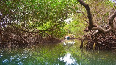 manglar tarea vida pinar