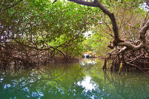manglar tarea vida pinar