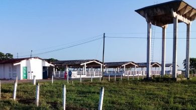 Vaquerías en Sandino por garantizar autoabastecimiento municipal
