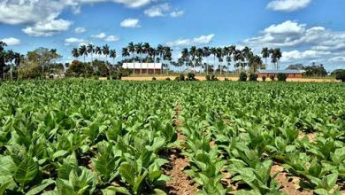 Presidente cubano visita zonas agrícolas de Pinar del Río