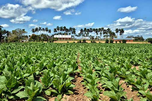Presidente cubano visita zonas agrícolas de Pinar del Río