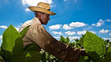 Concluyó en Pinar del Río la cosecha tabacalera