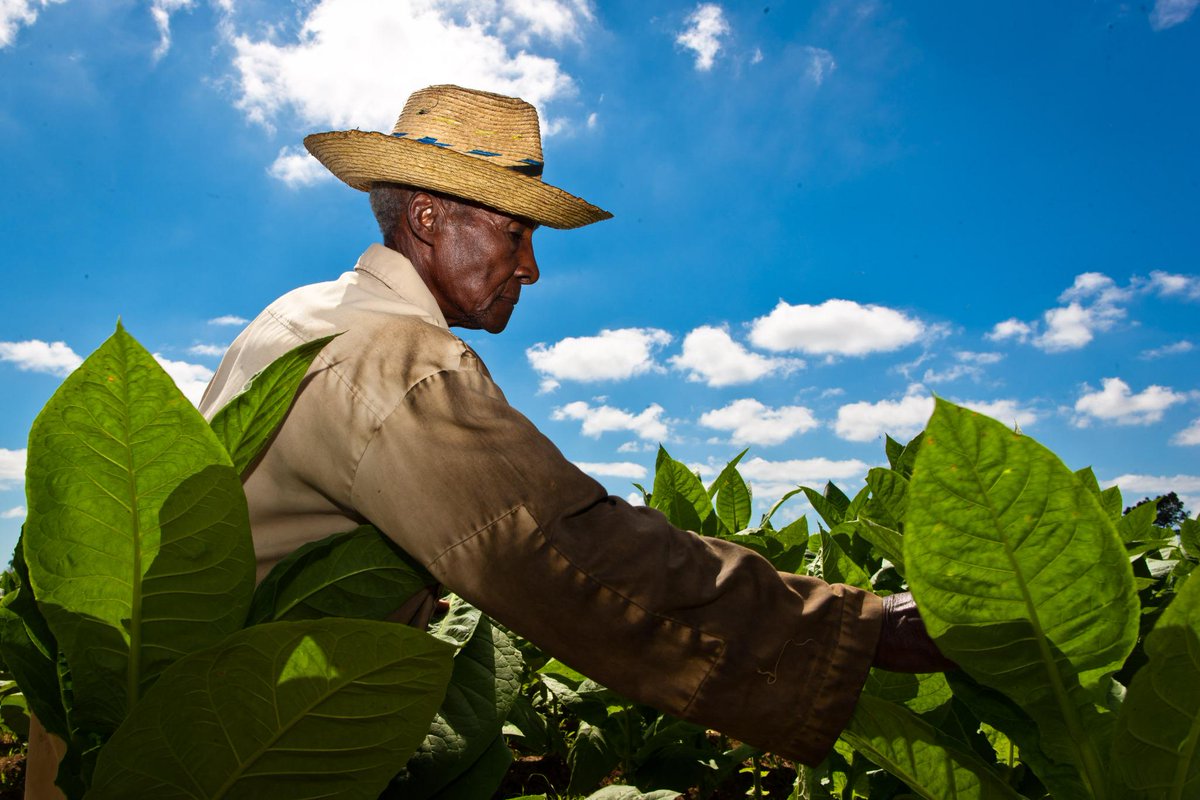 Concluyó en Pinar del Río la cosecha tabacalera