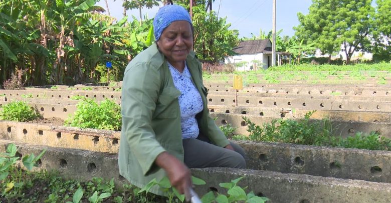 Trabajadores del organopónico El tomate en Sandino se afanan por desarrollar la agricultura