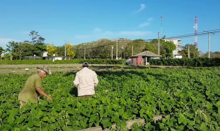 organopónico-el-tomate-de-Sandino