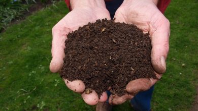 Trabajan por un desarrollo agroecológico en el municipio de Sandino