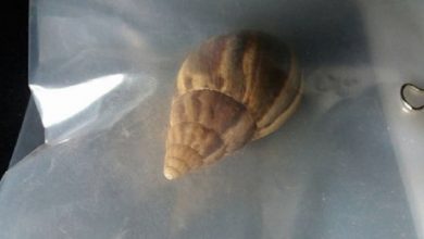 caracol gigante africano