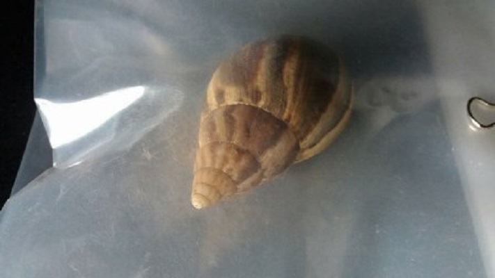 caracol gigante africano