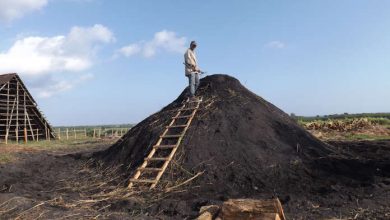 Consolidan producción de carbón vegetal en empresa pecuaria pinareña