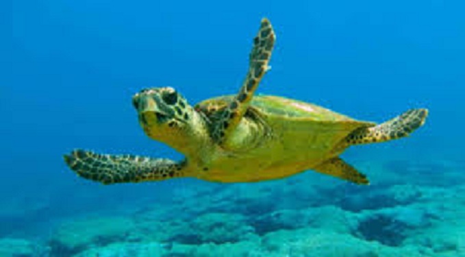Apoyan estudiantes el proyecto de las tortugas marinas